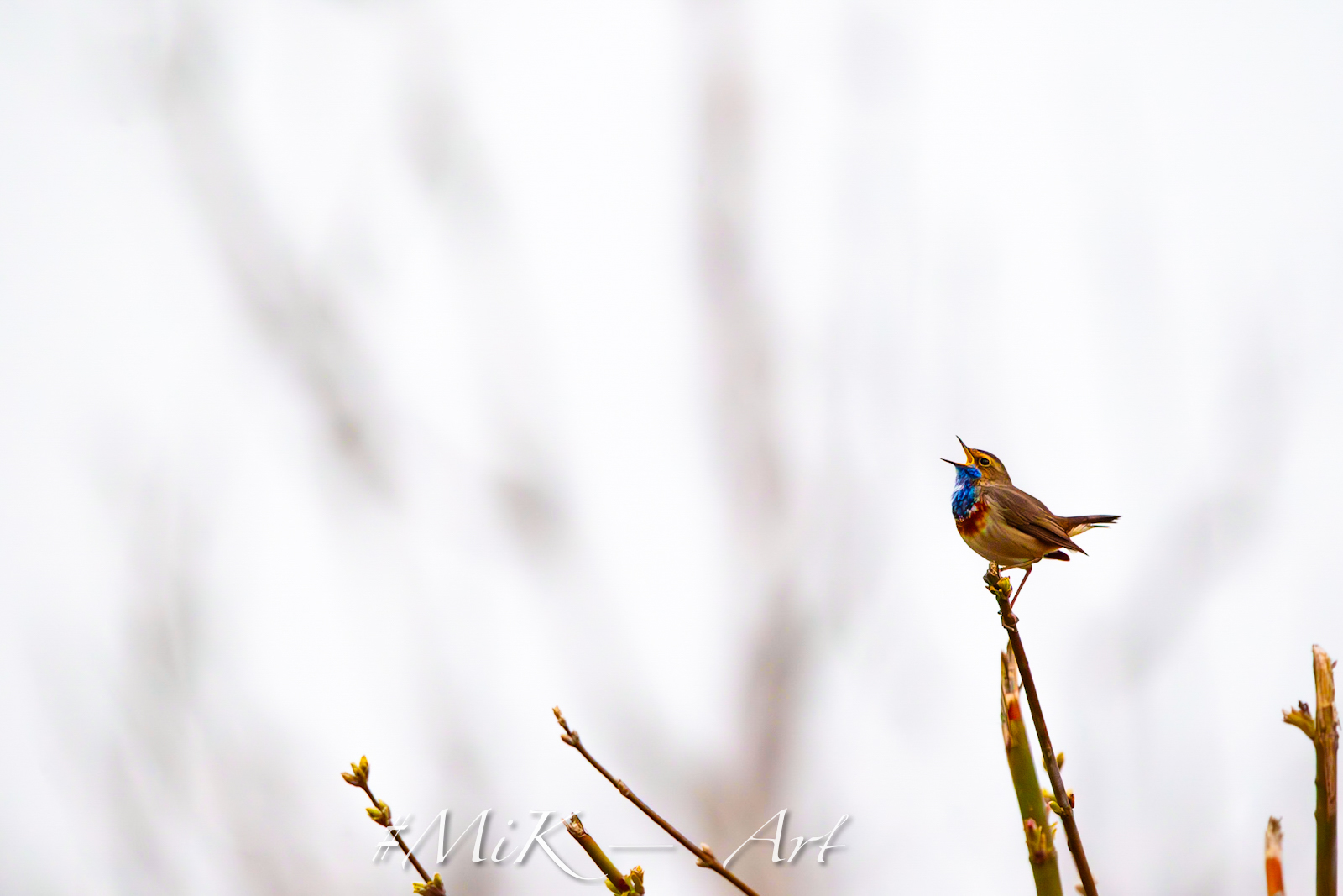 Blaukehlchen