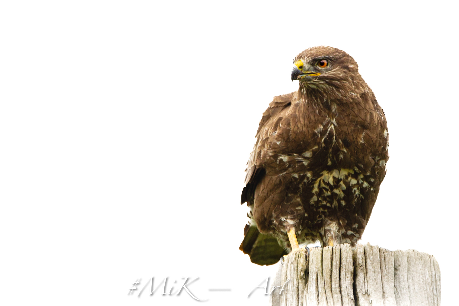 Mäusebussard