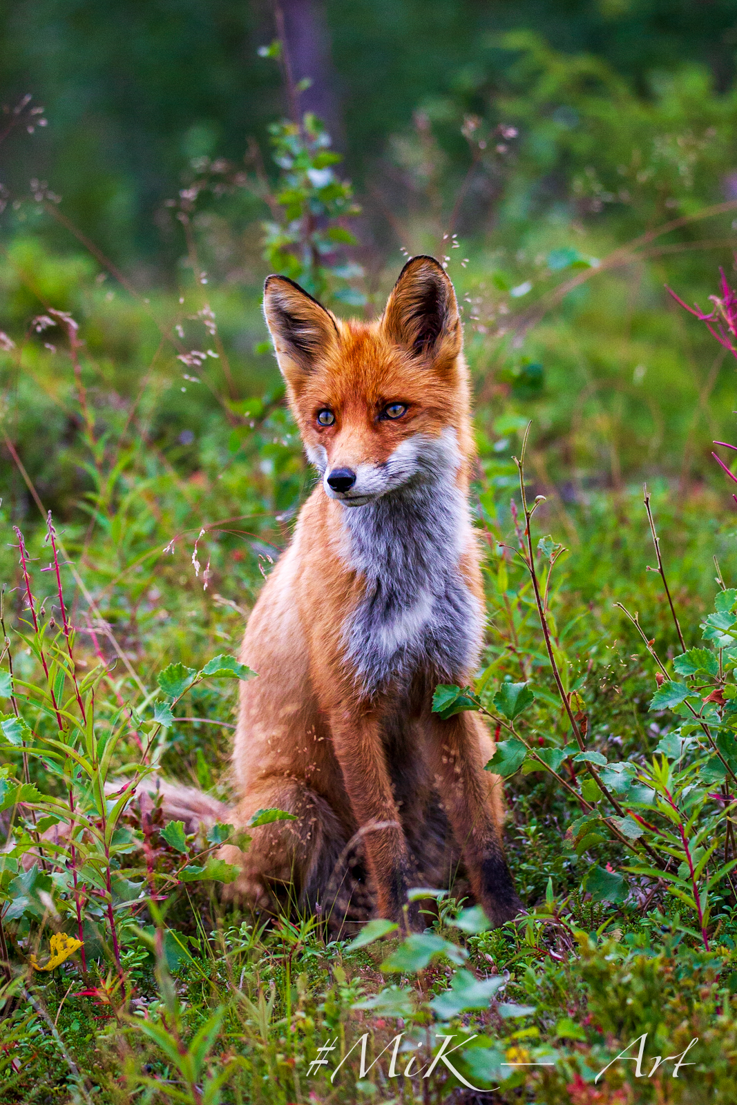 Jungfuchs