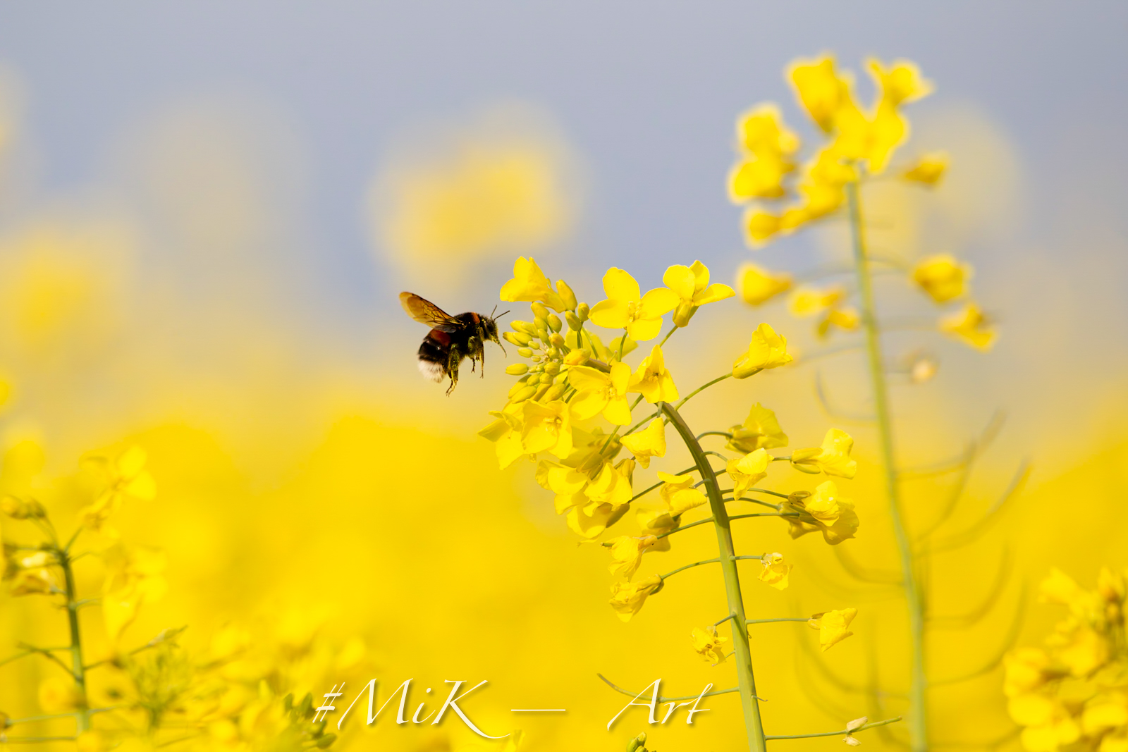 Hummel