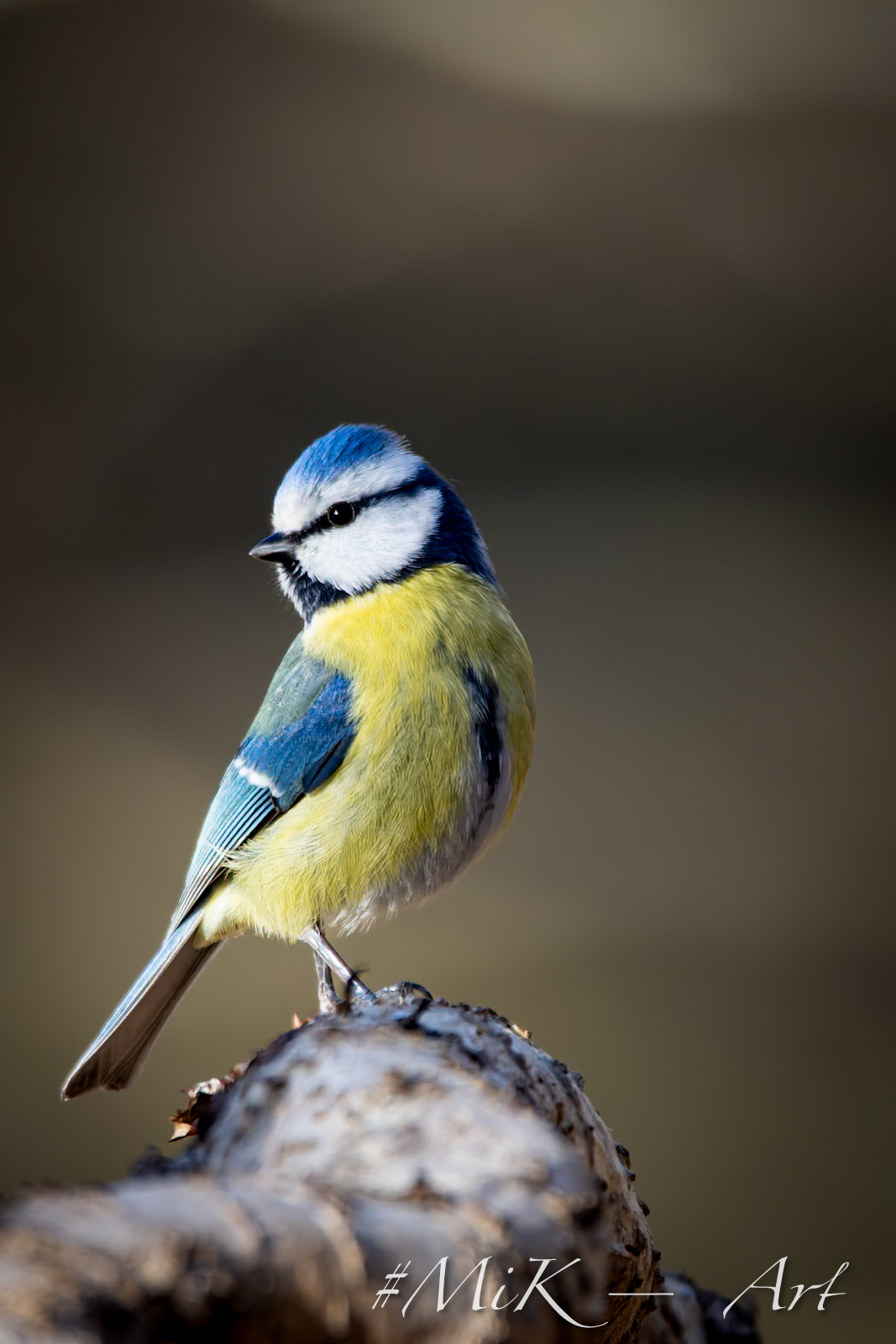 Blaumeise